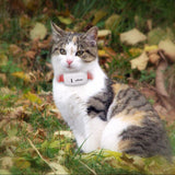 Global Locator Real Time Pet GPS Tracker For Pet Dog/Cat GPS Collar Tracking Free Platform and Shipping